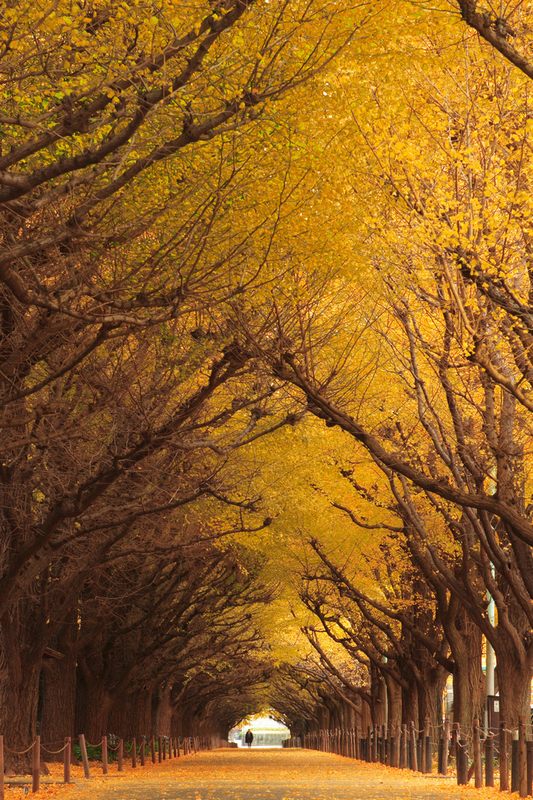 10 самых красивых тоннелей из деревьев в мире (3)