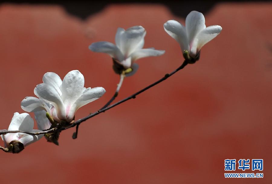 Весна в Пекине опьяняет туристов (5)