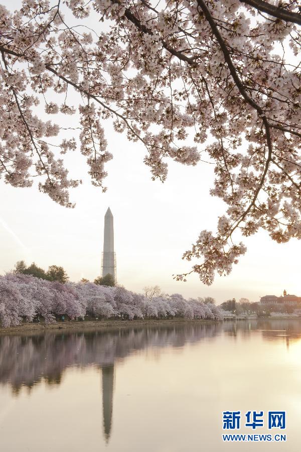 Цветение сакуры в Вашингтоне (4)