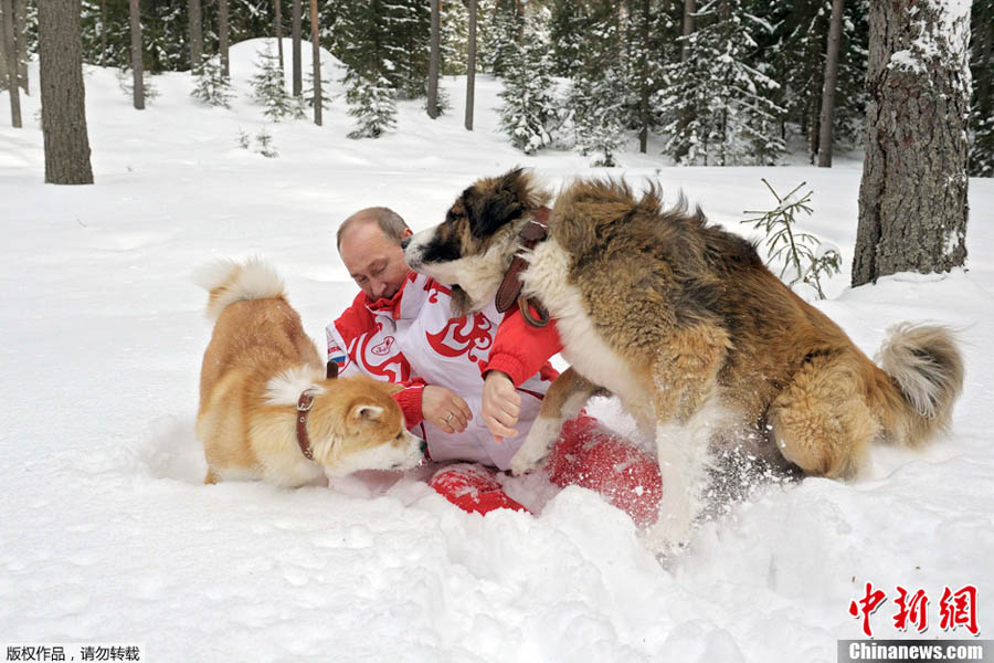 Путин поиграл в снегу со своими собаками (2)