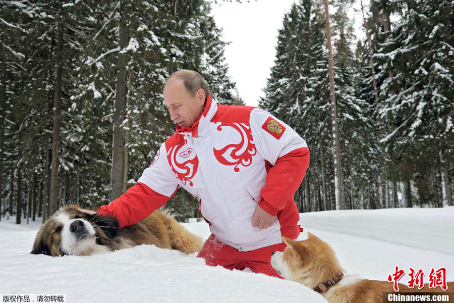 Путин поиграл в снегу со своими собаками (4)