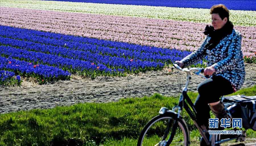 Цветение тюльпанов в Голландии (2)
