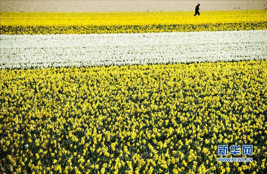 Цветение тюльпанов в Голландии (5)