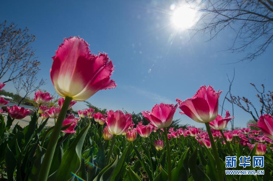 Давайте любоваться тюльпанами в пекинском международном «Цветочном порту» в районе Шунь и