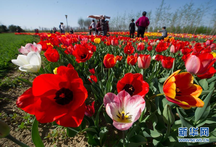 Давайте любоваться тюльпанами в пекинском международном «Цветочном порту» в районе Шунь и (4)