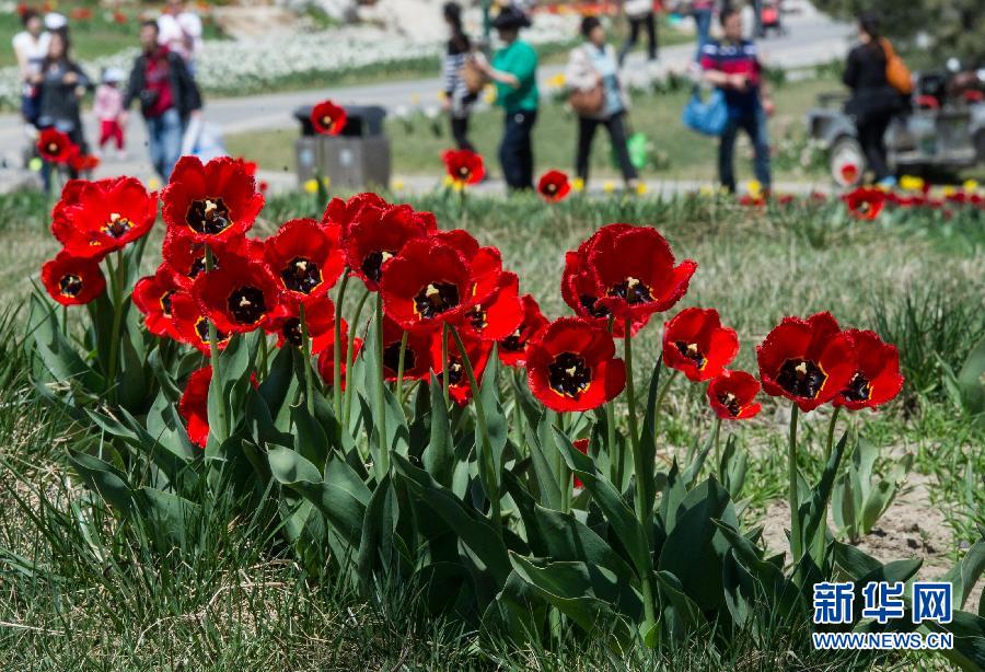 Давайте любоваться тюльпанами в пекинском международном «Цветочном порту» в районе Шунь и (2)