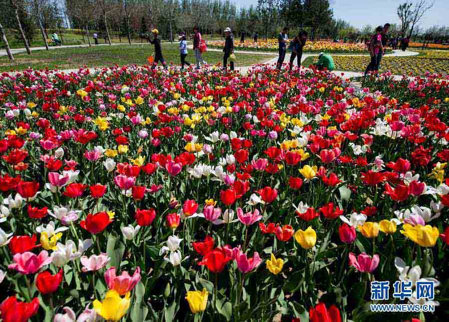 Давайте любоваться тюльпанами в пекинском международном «Цветочном порту» в районе Шунь и (3)