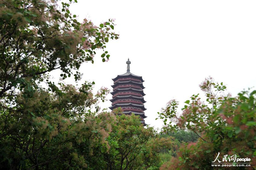 Начался обратный отсчет времени до Пекинской ярмарки садово-паркового искусства (13)