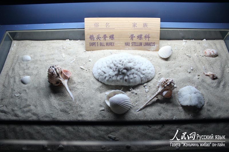 Музей раковин в бухте Ялунвань в городе Санья: очарование спокойного подводного мира (7)