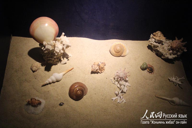 Музей раковин в бухте Ялунвань в городе Санья: очарование спокойного подводного мира (15)