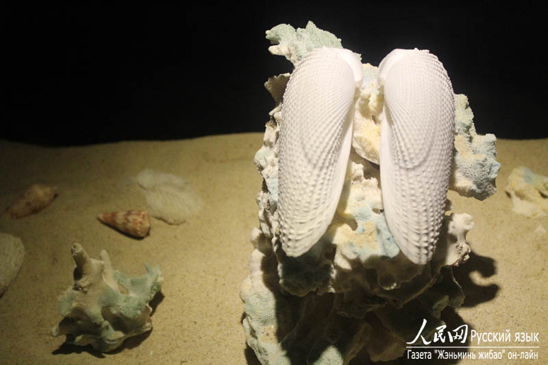 Музей раковин в бухте Ялунвань в городе Санья: очарование спокойного подводного мира (2)