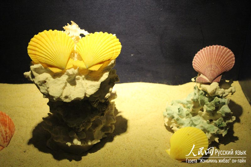 Музей раковин в бухте Ялунвань в городе Санья: очарование спокойного подводного мира (10)