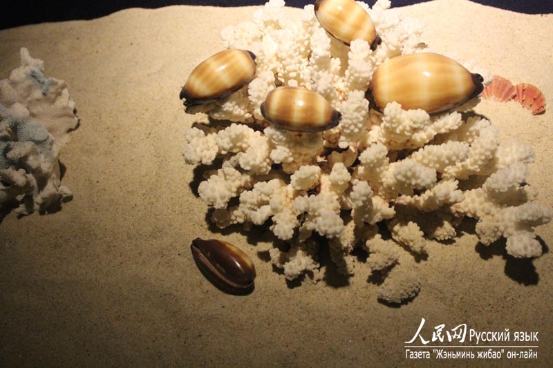 Музей раковин в бухте Ялунвань в городе Санья: очарование спокойного подводного мира (17)
