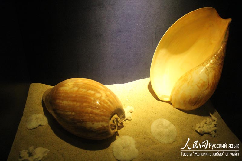 Музей раковин в бухте Ялунвань в городе Санья: очарование спокойного подводного мира (9)