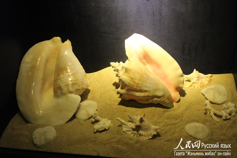 Музей раковин в бухте Ялунвань в городе Санья: очарование спокойного подводного мира (11)