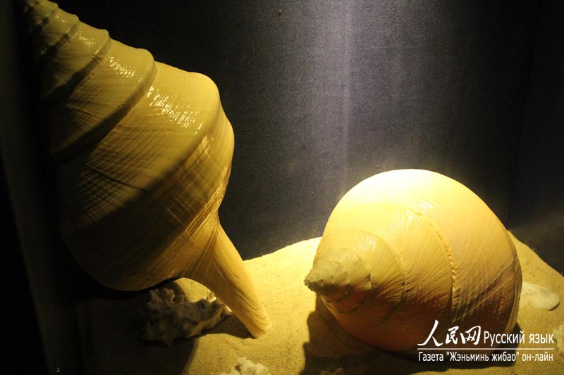 Музей раковин в бухте Ялунвань в городе Санья: очарование спокойного подводного мира (8)