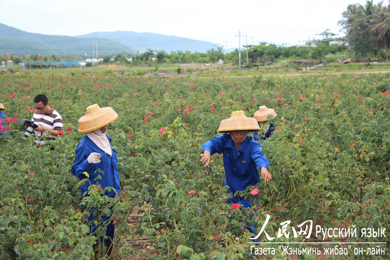 Долина роз в китайском городе Санья (7)