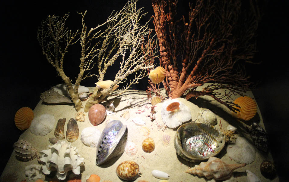 Музей раковин в бухте Ялунвань в городе Санья: очарование спокойного подводного мира