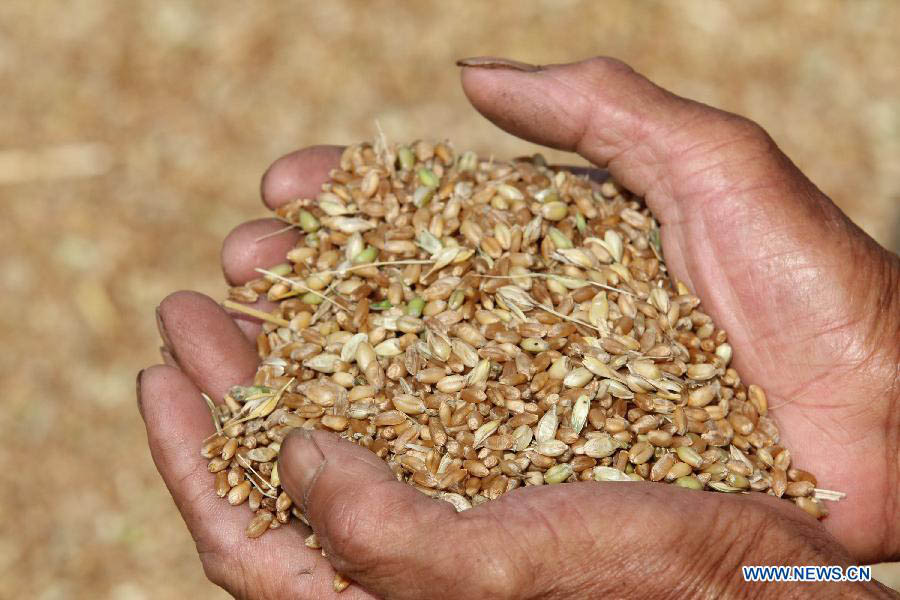 В Китае выполнено свыше 60 процентов работ по сбору пшеницы (6)