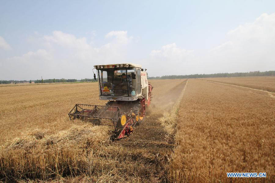 В Китае выполнено свыше 60 процентов работ по сбору пшеницы (5)