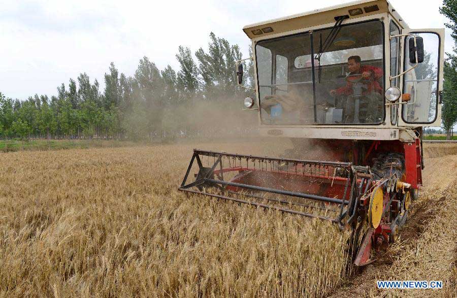 В Китае выполнено свыше 60 процентов работ по сбору пшеницы (2)