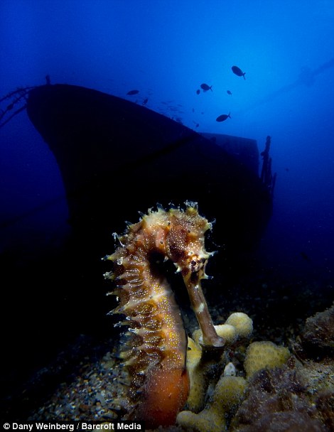 Работы с конкурса подводной фотографии "DEEP Indonesia 2013" (17)
