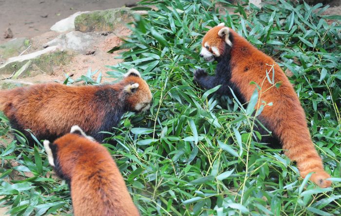 Провинция Фуцзянь впервые подарит Тайваню трёх красных панд