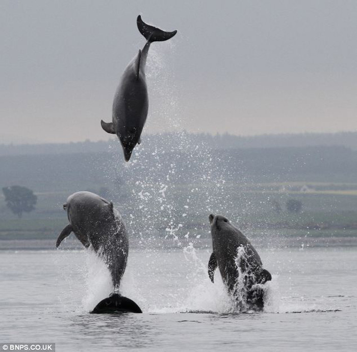 В Великобритании 20 дельфинов продемонстрировали «мастерство рыбной ловли» (5)