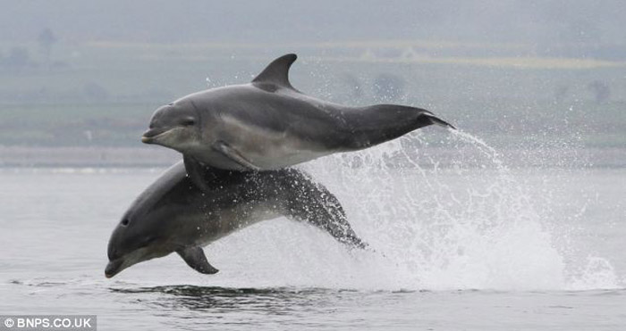 В Великобритании 20 дельфинов продемонстрировали «мастерство рыбной ловли» (3)