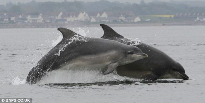 В Великобритании 20 дельфинов продемонстрировали «мастерство рыбной ловли»
