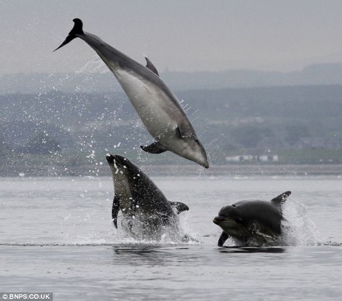В Великобритании 20 дельфинов продемонстрировали «мастерство рыбной ловли» (2)