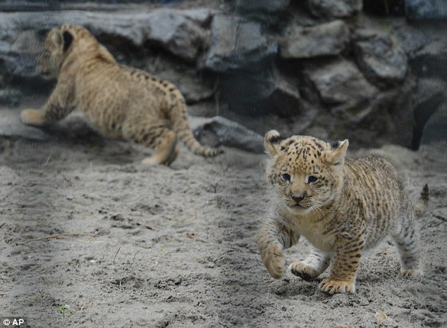В новосибирском зоопарке появились на свет три редких лилигра (2)