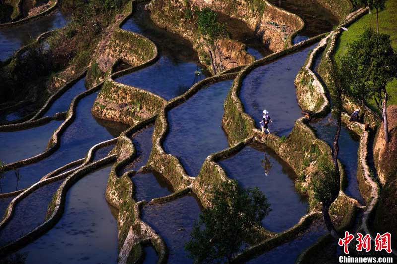 Поля на террасах в Хани в китайской провинции Юньнань включены в реестр ЮНЕСКО "Память мира"
