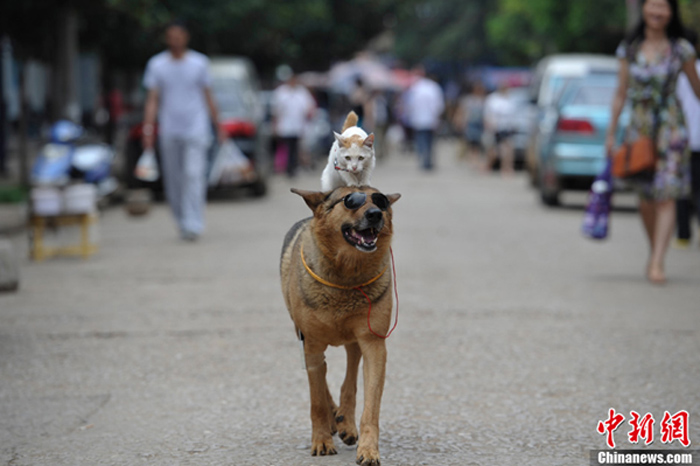 Кошка катается на спине у собаки (2)