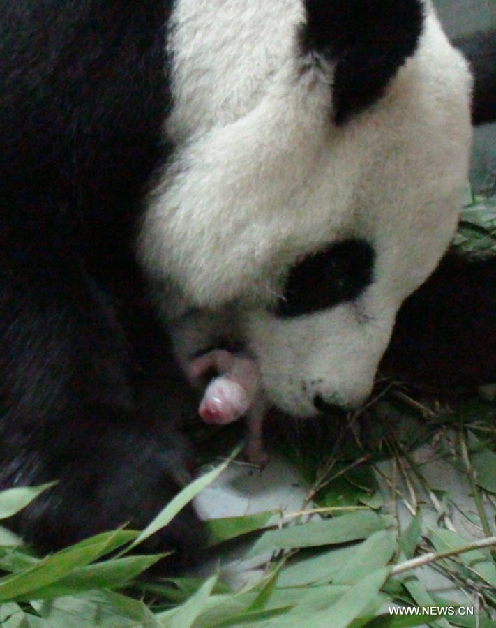 В Тайбэе панда Юаньюань родила детеныша (2)