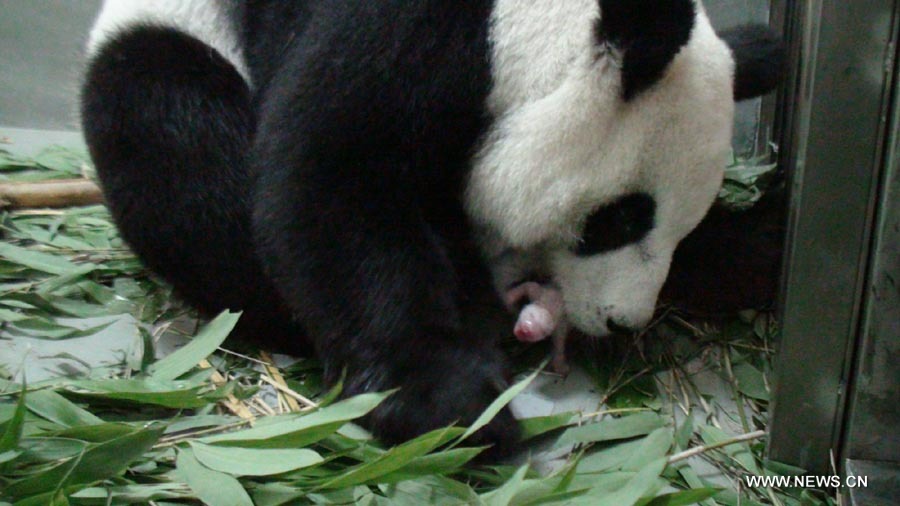 В Тайбэе панда Юаньюань родила детеныша