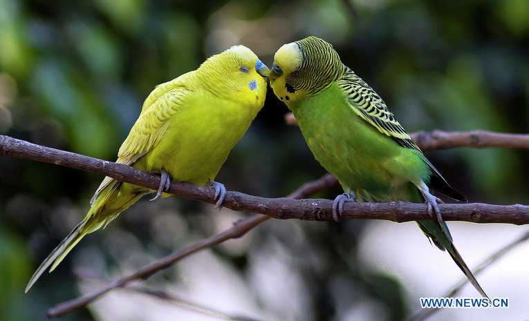 Попугаи "целуются" во время ухаживания самца за самкой, при встречах партнеров, а также во время насиживания кладки.