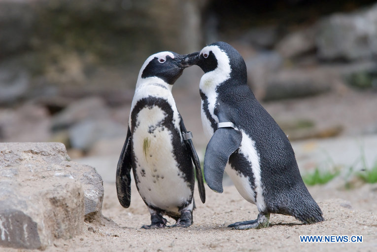 Почти месяц ухаживания предшествует "пингвиньей" свадьбе.