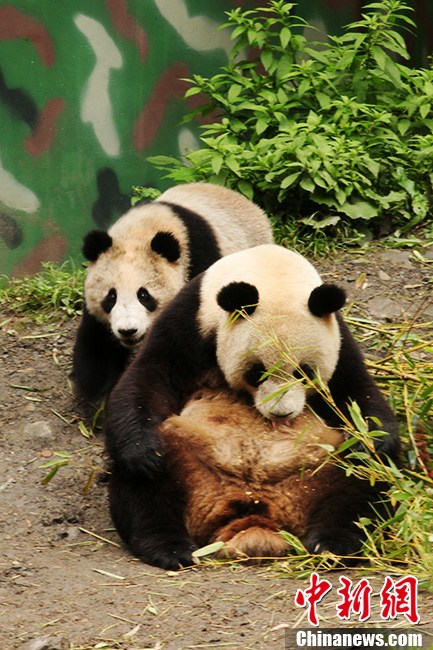14 больших панд не пострадали от ливня в провинции Сычуань (5)