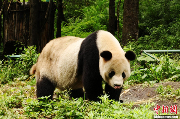 14 больших панд не пострадали от ливня в провинции Сычуань (3)