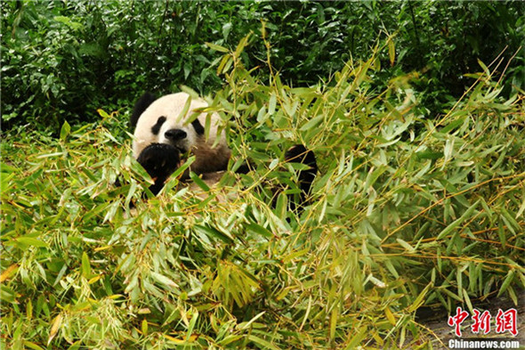 14 больших панд не пострадали от ливня в провинции Сычуань (2)