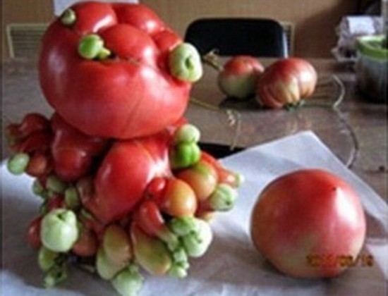 В Интернете появились фото «овощей-мутантов» из-за ядерной утечки на Фукусиме
