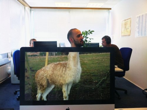 Забавный офисный фото-мем "Safari Desk" (16)