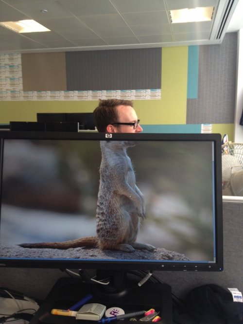 Забавный офисный фото-мем "Safari Desk" (8)