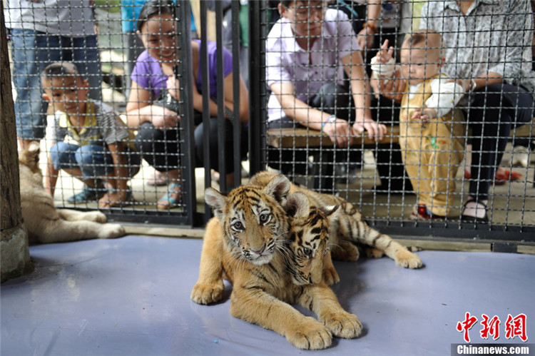 В Куньмине дети подружились с тигрятами (3)