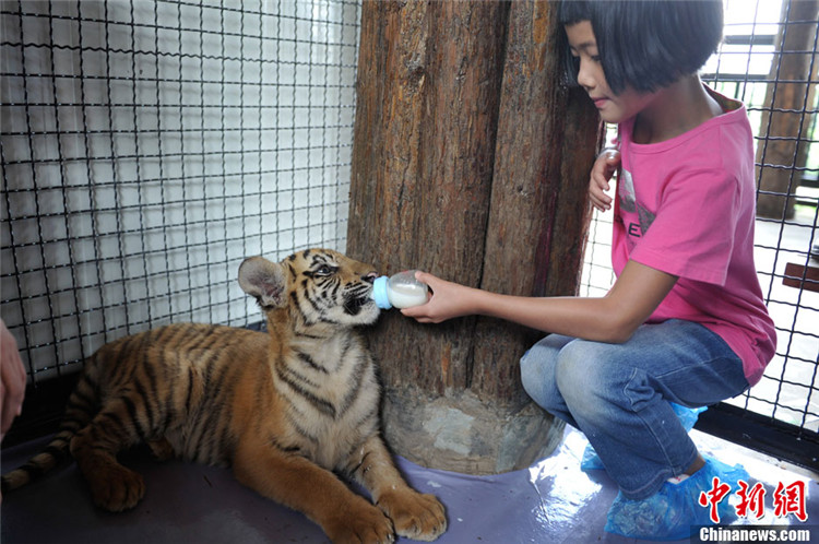 В Куньмине дети подружились с тигрятами (2)
