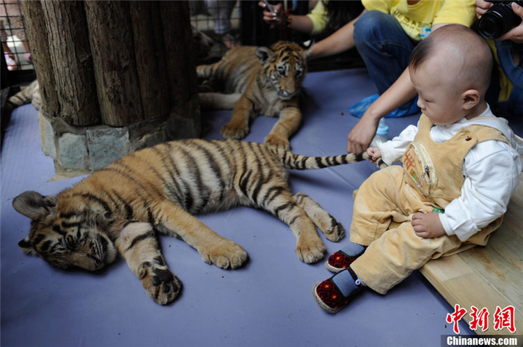 В Куньмине дети подружились с тигрятами