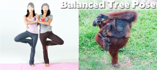 Йога стала популярным спортом среди животных (7)