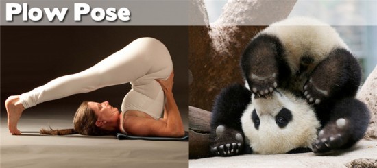 Йога стала популярным спортом среди животных