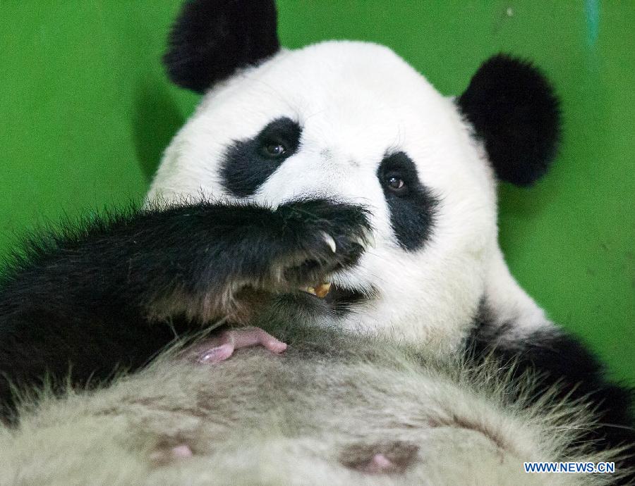В пров. Гуандун родился первый детеныш большой панды